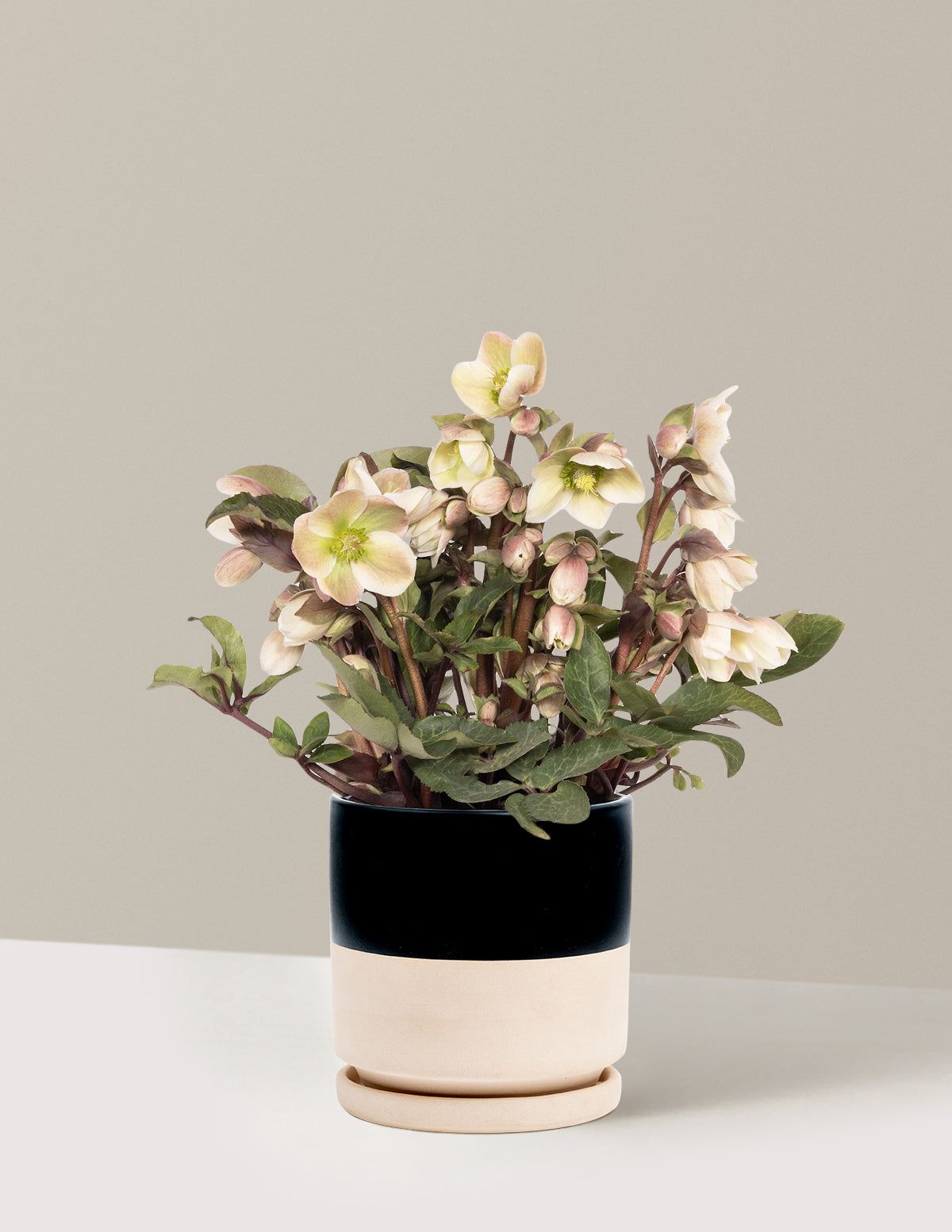 bundle | 1 Gallon | Isabella | Top Half Black