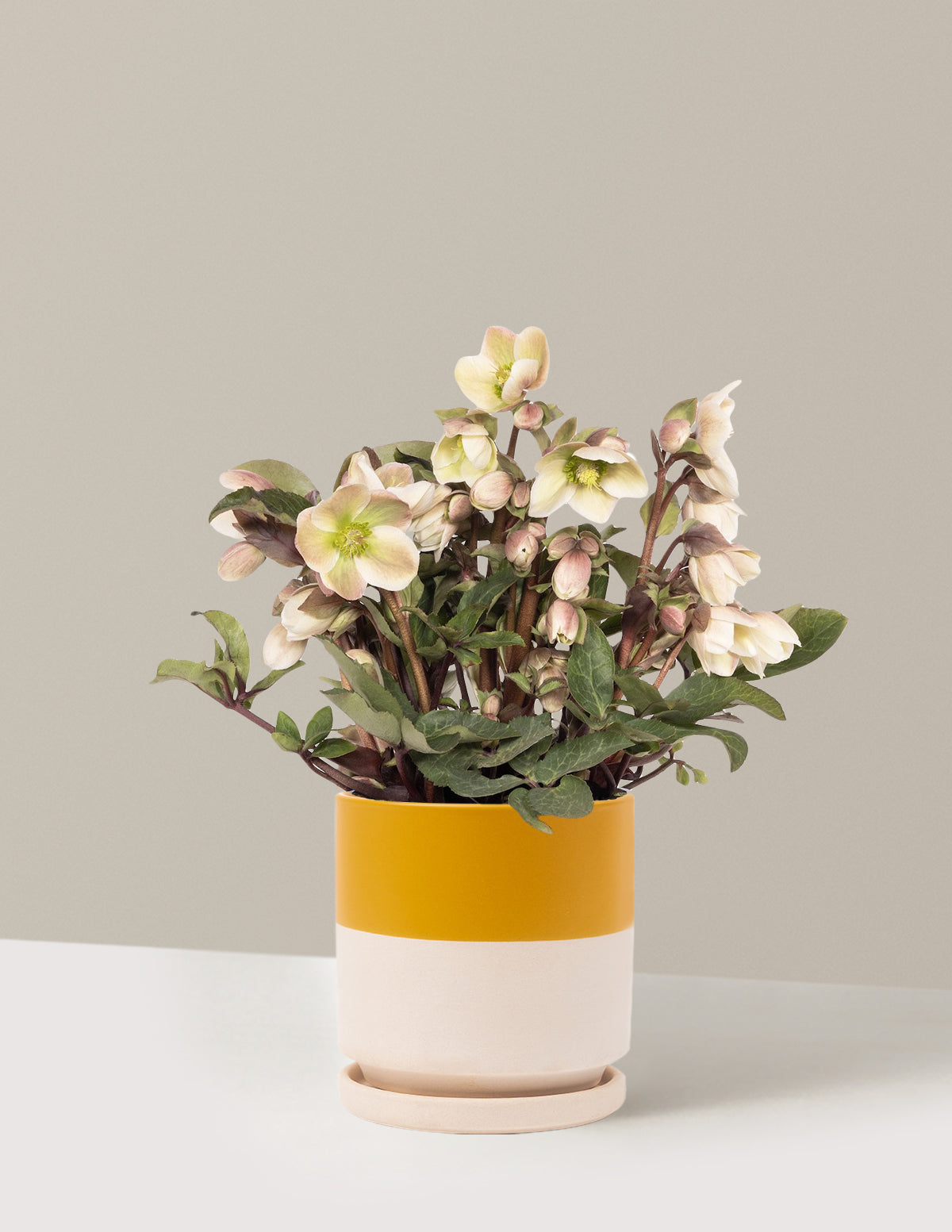 bundle | 1 Gallon | Isabella | Top Half Mustard