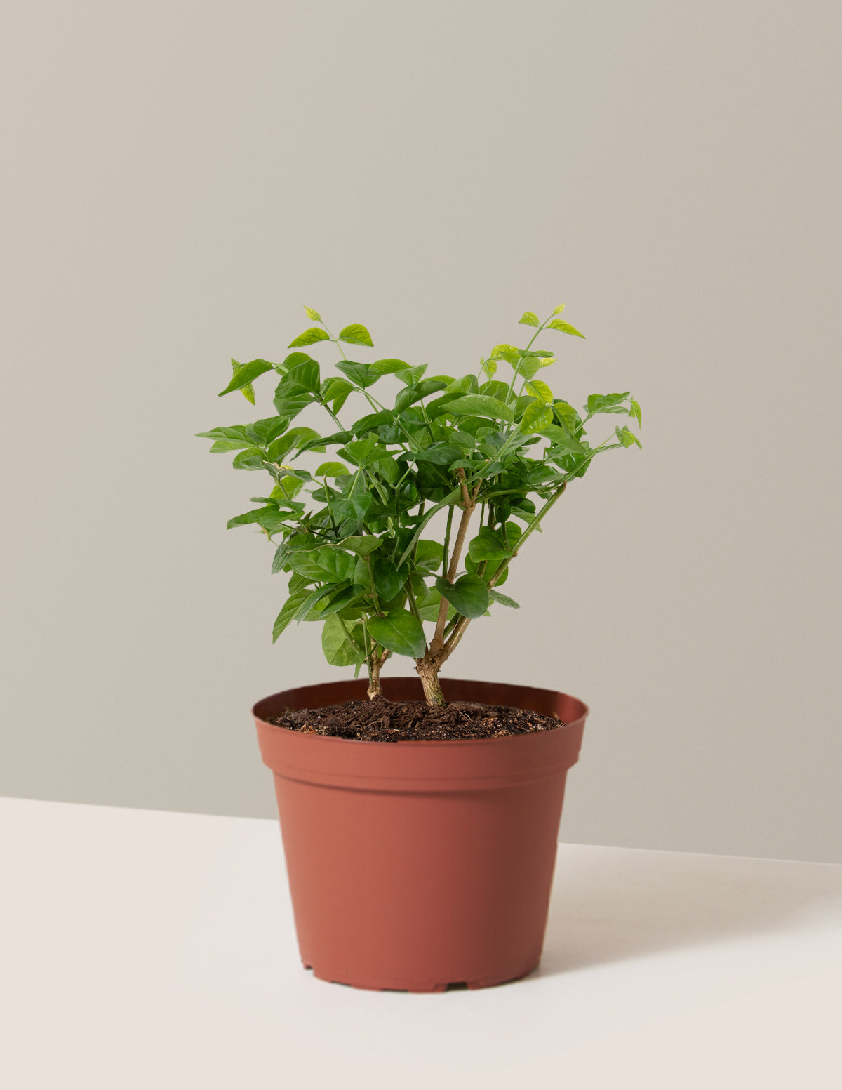 bundle | Medium | Grow Pot