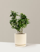 bundle | 1 Gallon | Isabella | Almond