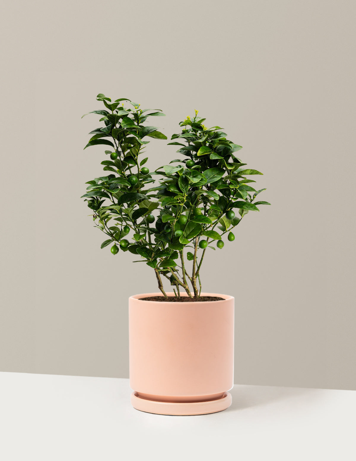 Key Lime Bush