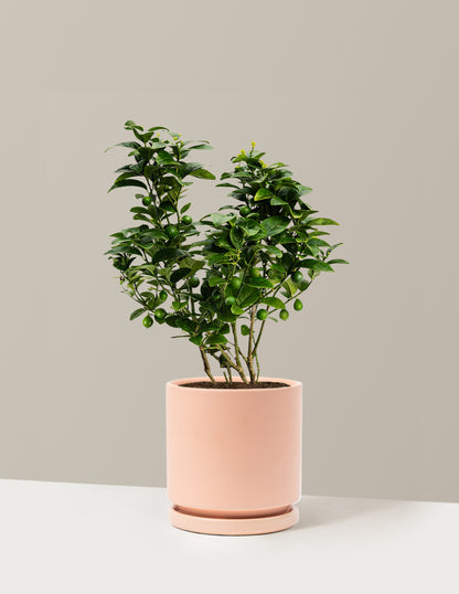 Key Lime Bush