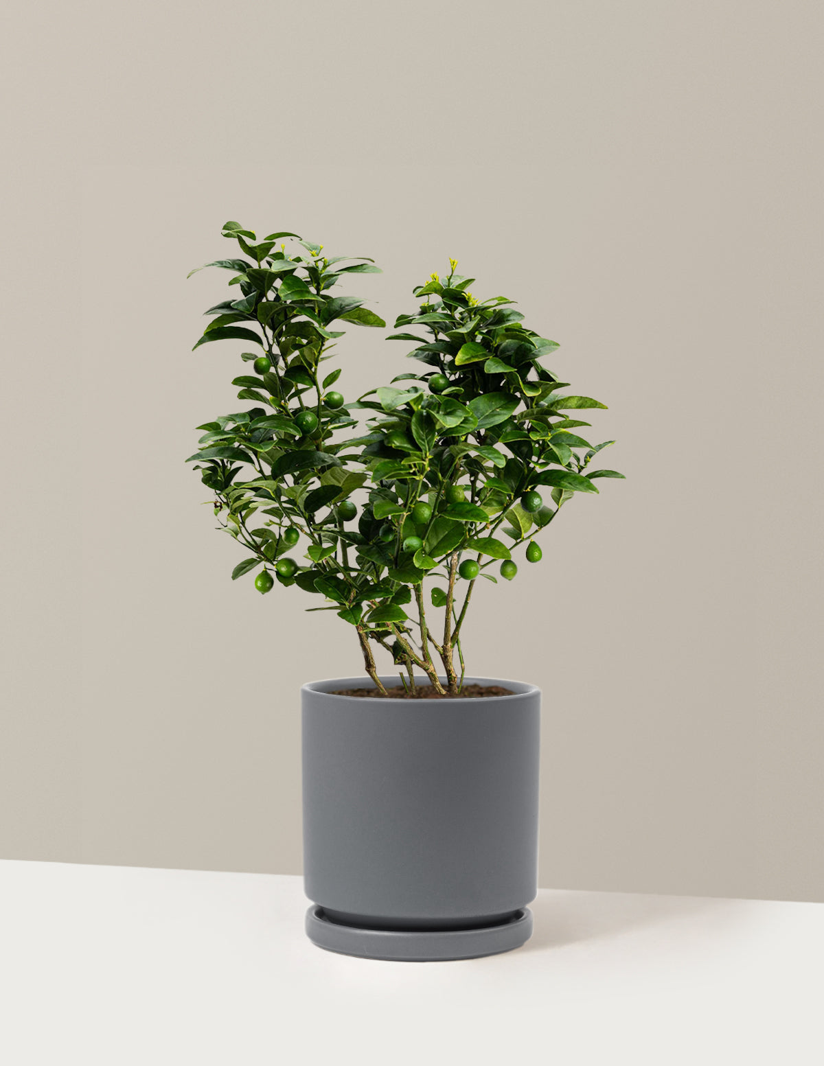 bundle | 1 Gallon | Isabella | Granite