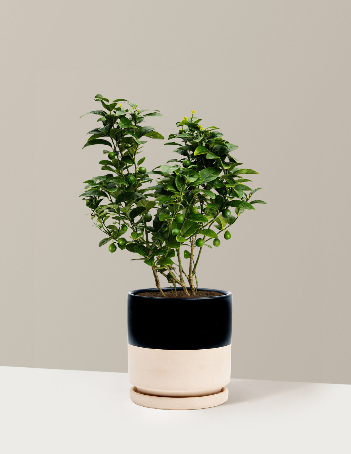 bundle | 1 Gallon | Isabella | Top Half Black
