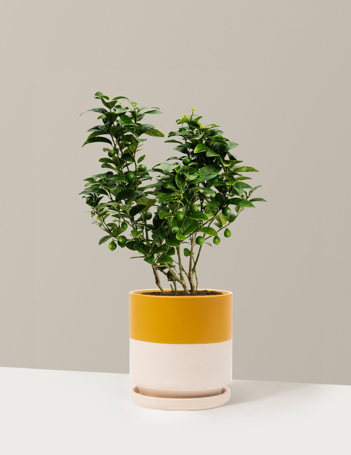 bundle | 1 Gallon | Isabella | Top Half Mustard