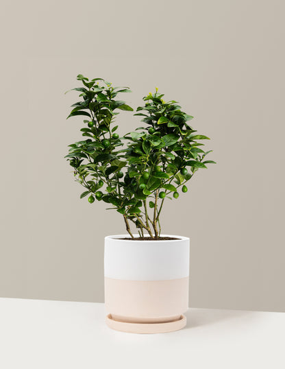 Key Lime Bush