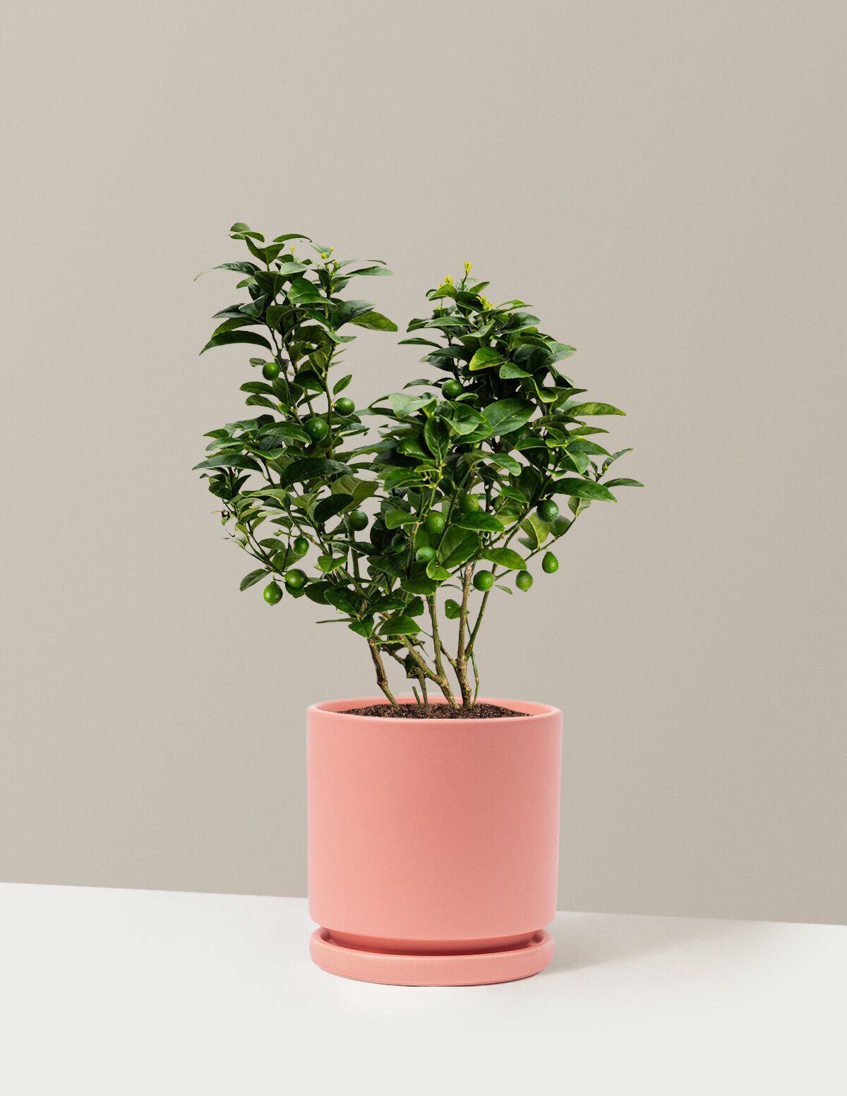 Key Lime Bush