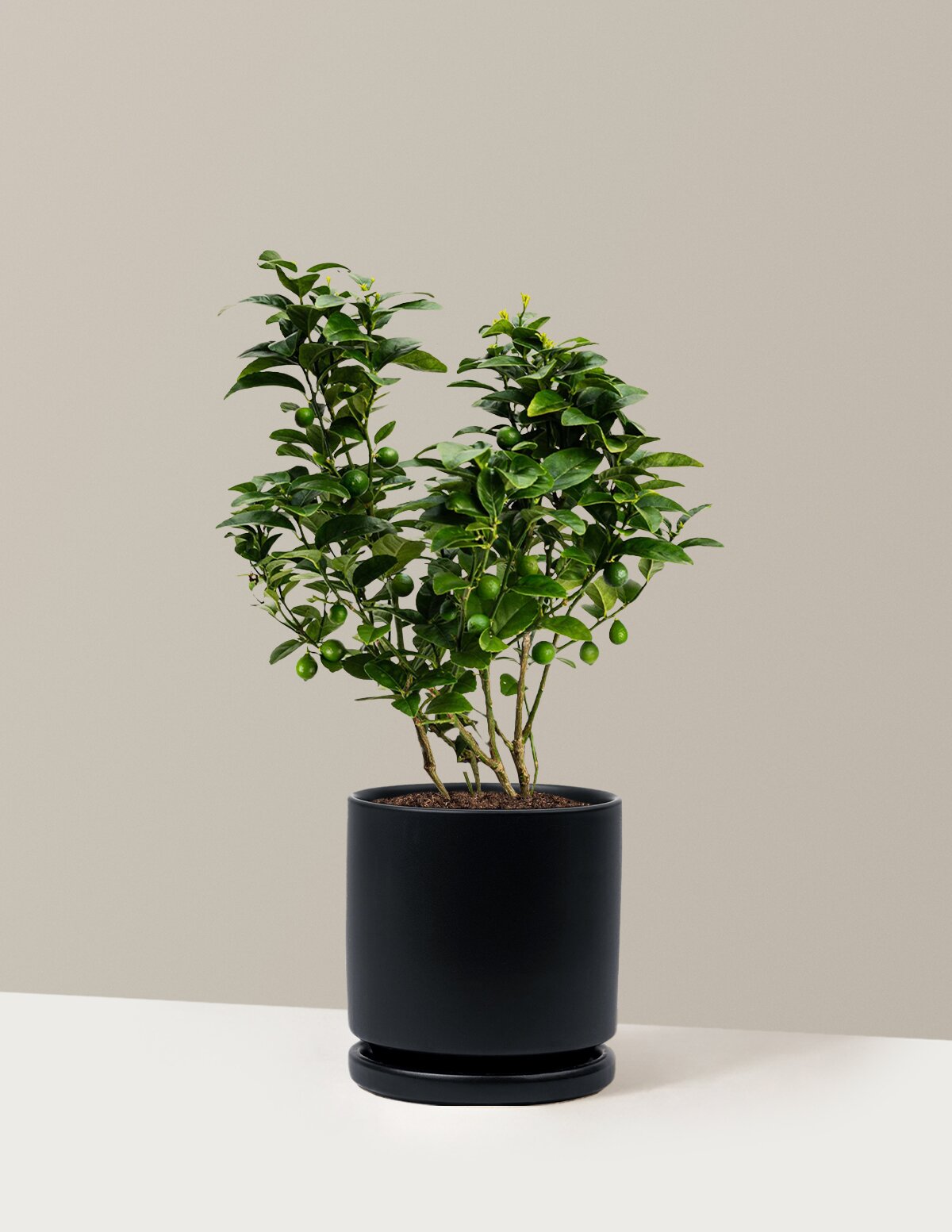 Key Lime Bush