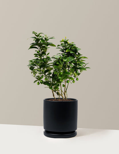 Key Lime Bush