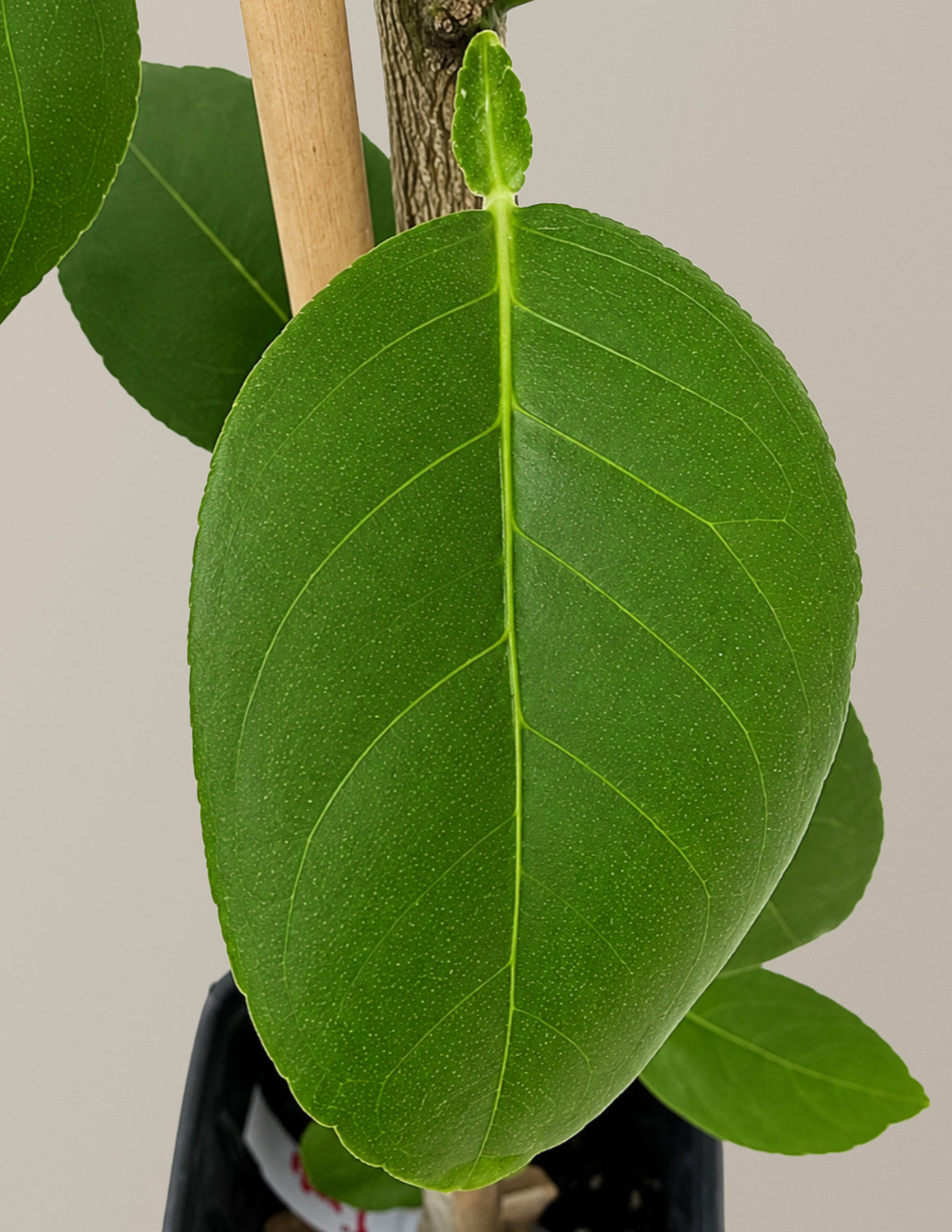 Key Lime Tree (FL)