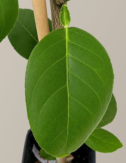 Key Lime Tree (FL)