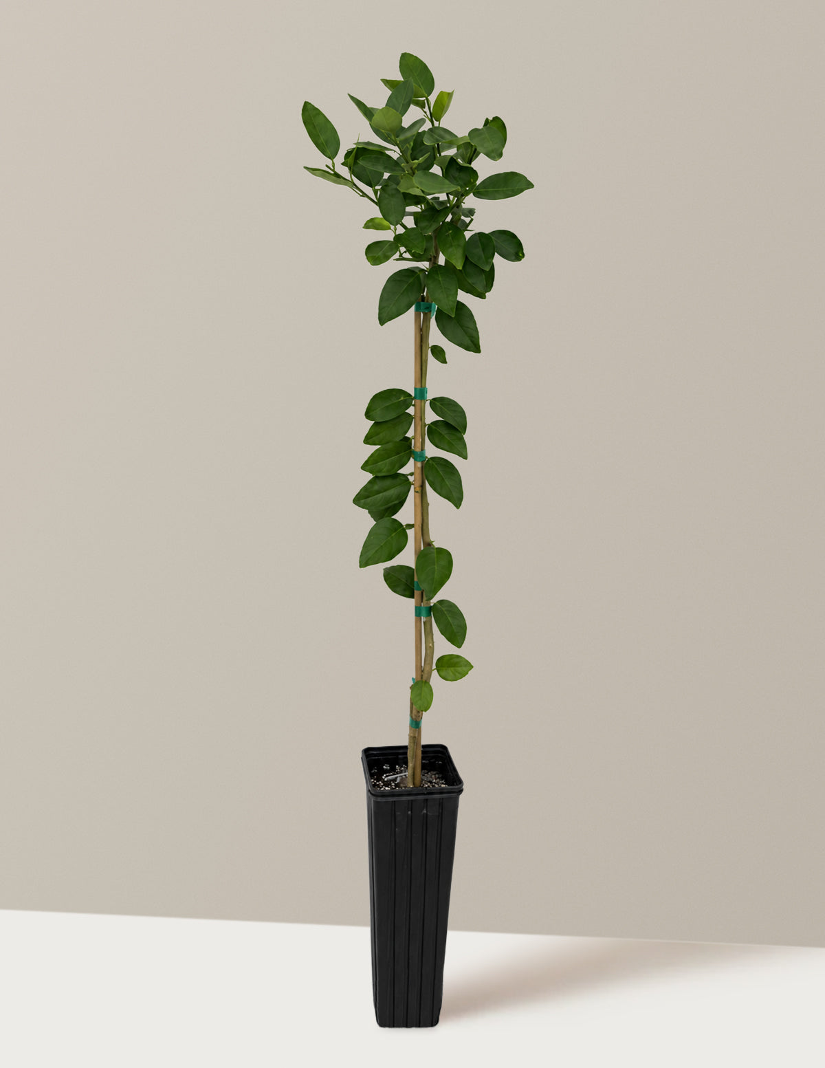 Key Lime Tree (FL)