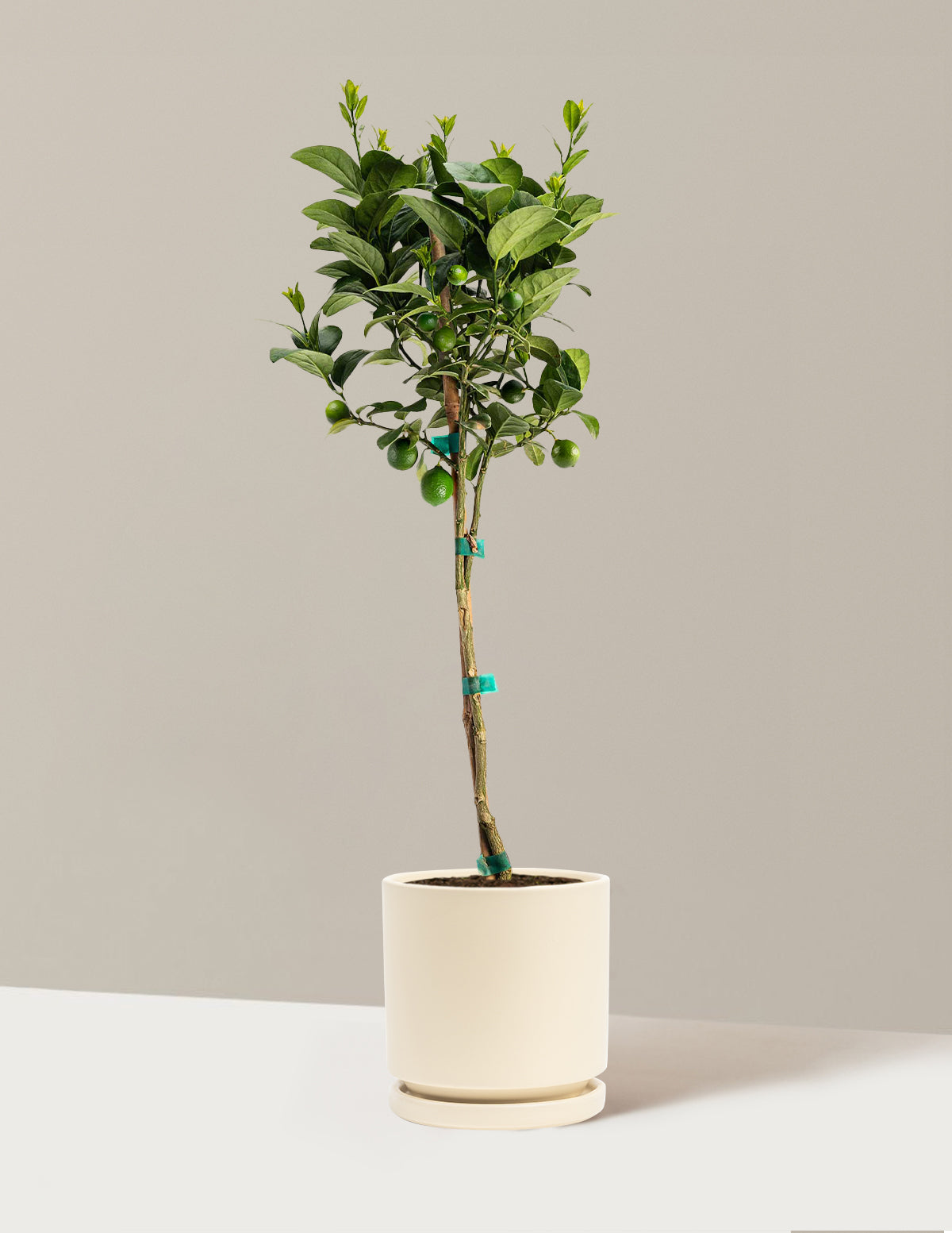 Key Lime Tree