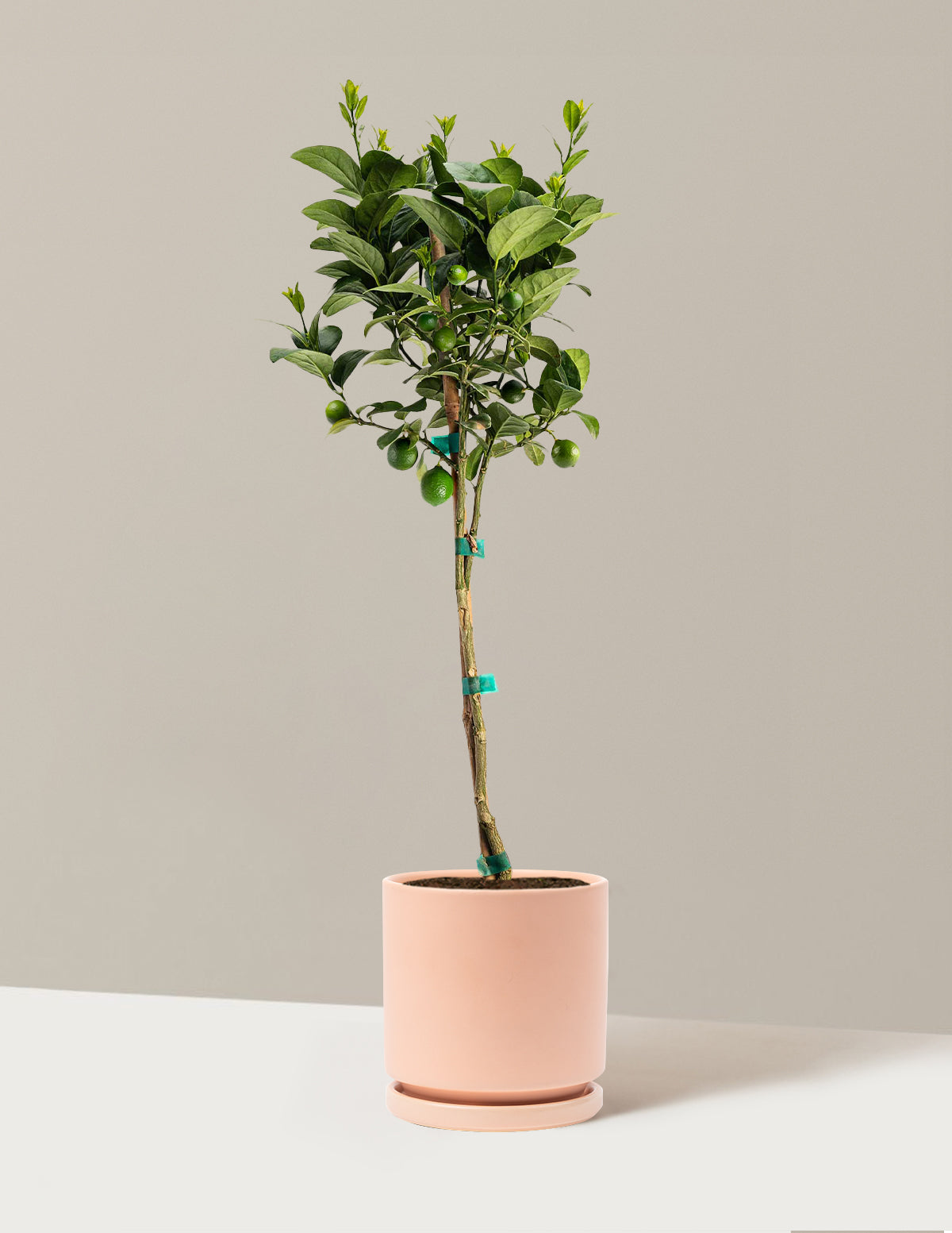Key Lime Tree