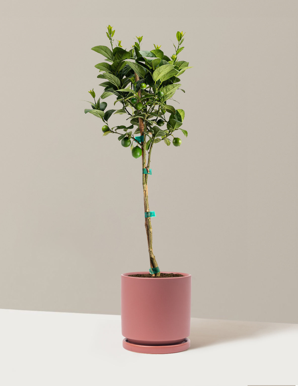 Key Lime Tree