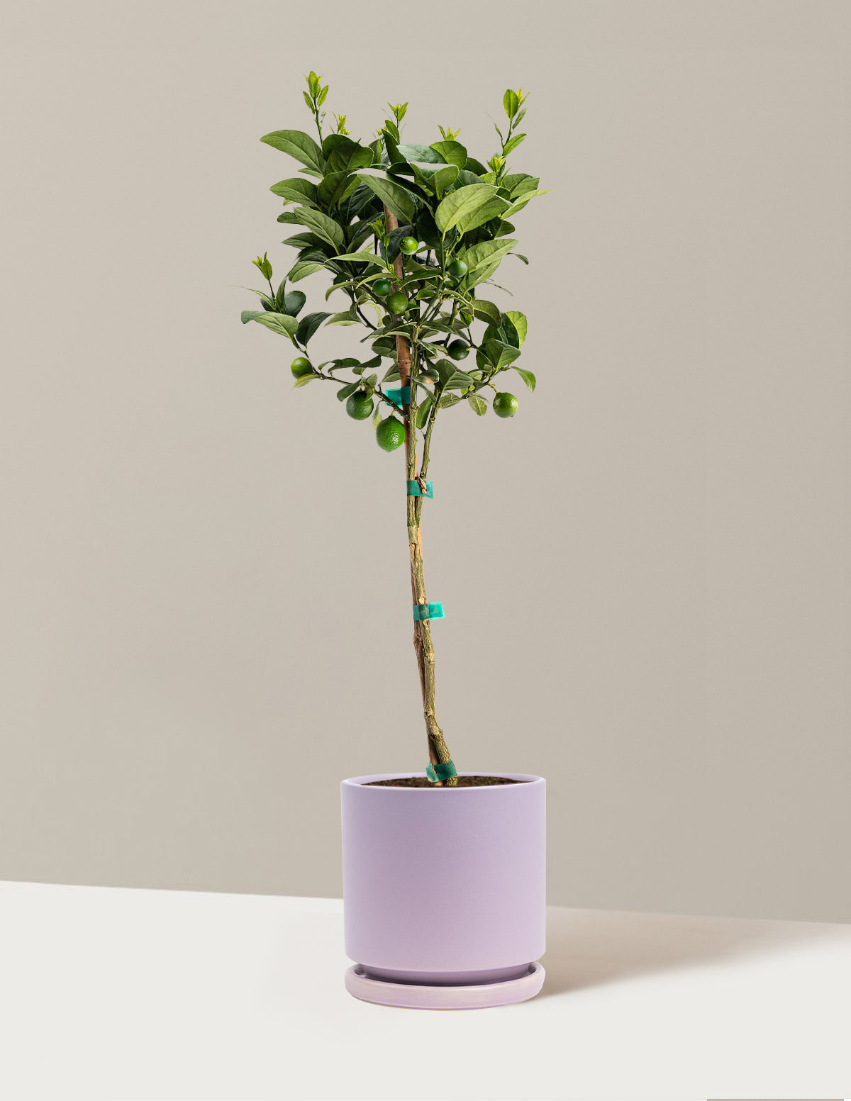 Key Lime Tree
