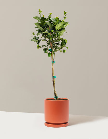 Key Lime Tree