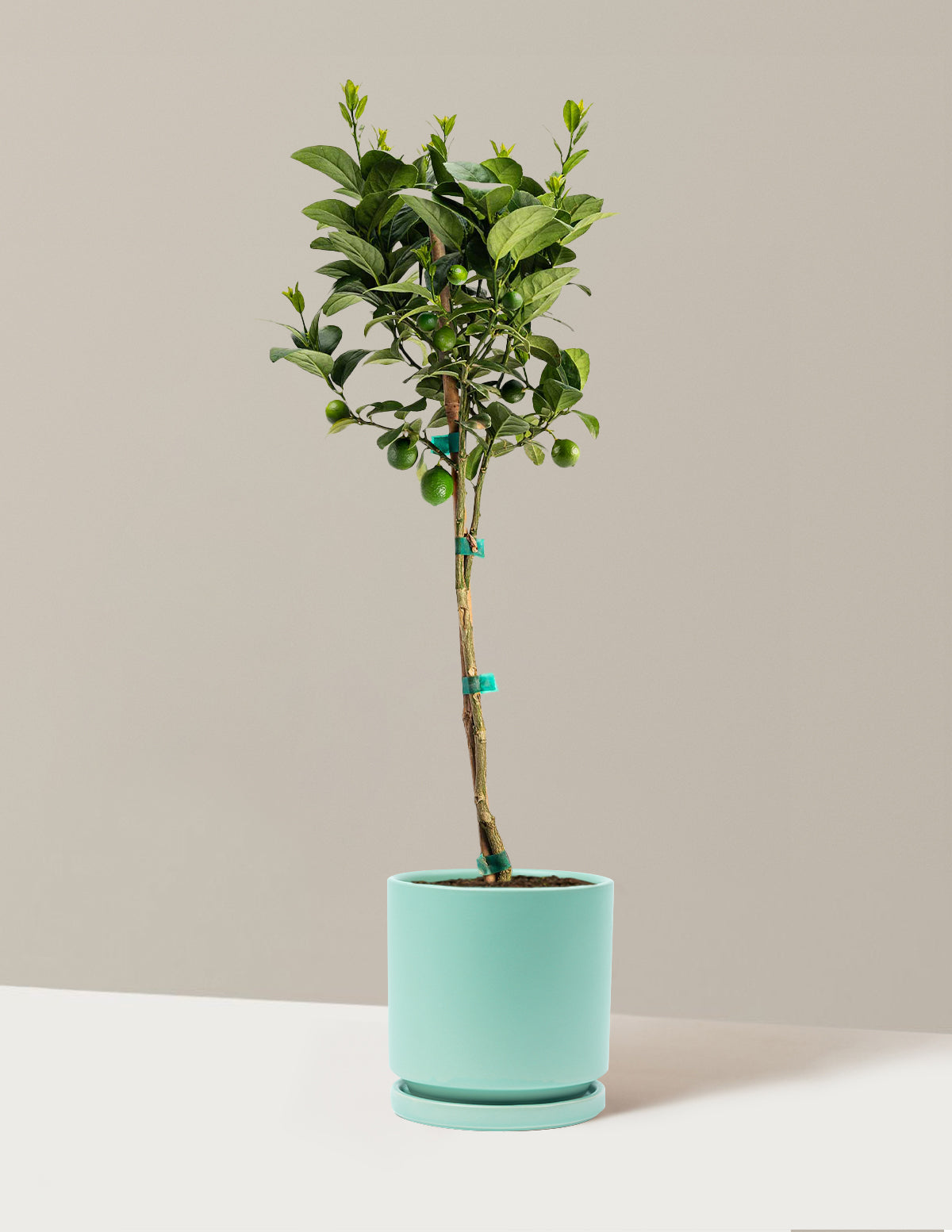 Key Lime Tree