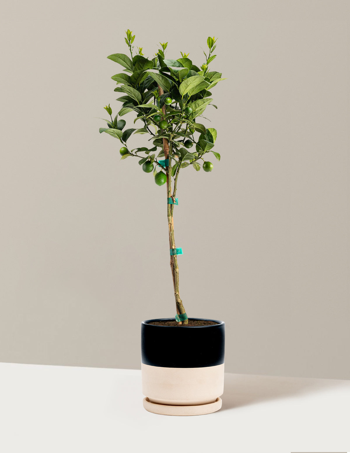 Key Lime Tree