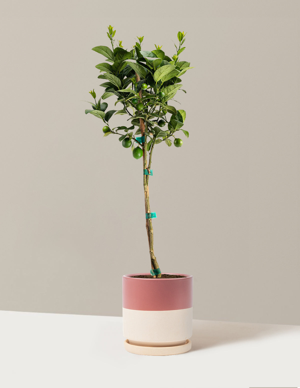 Key Lime Tree