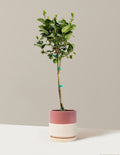 Key Lime Tree