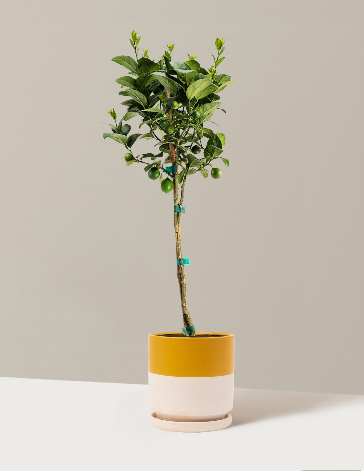 bundle | 1-2 ft. | Isabella | Top Half Mustard