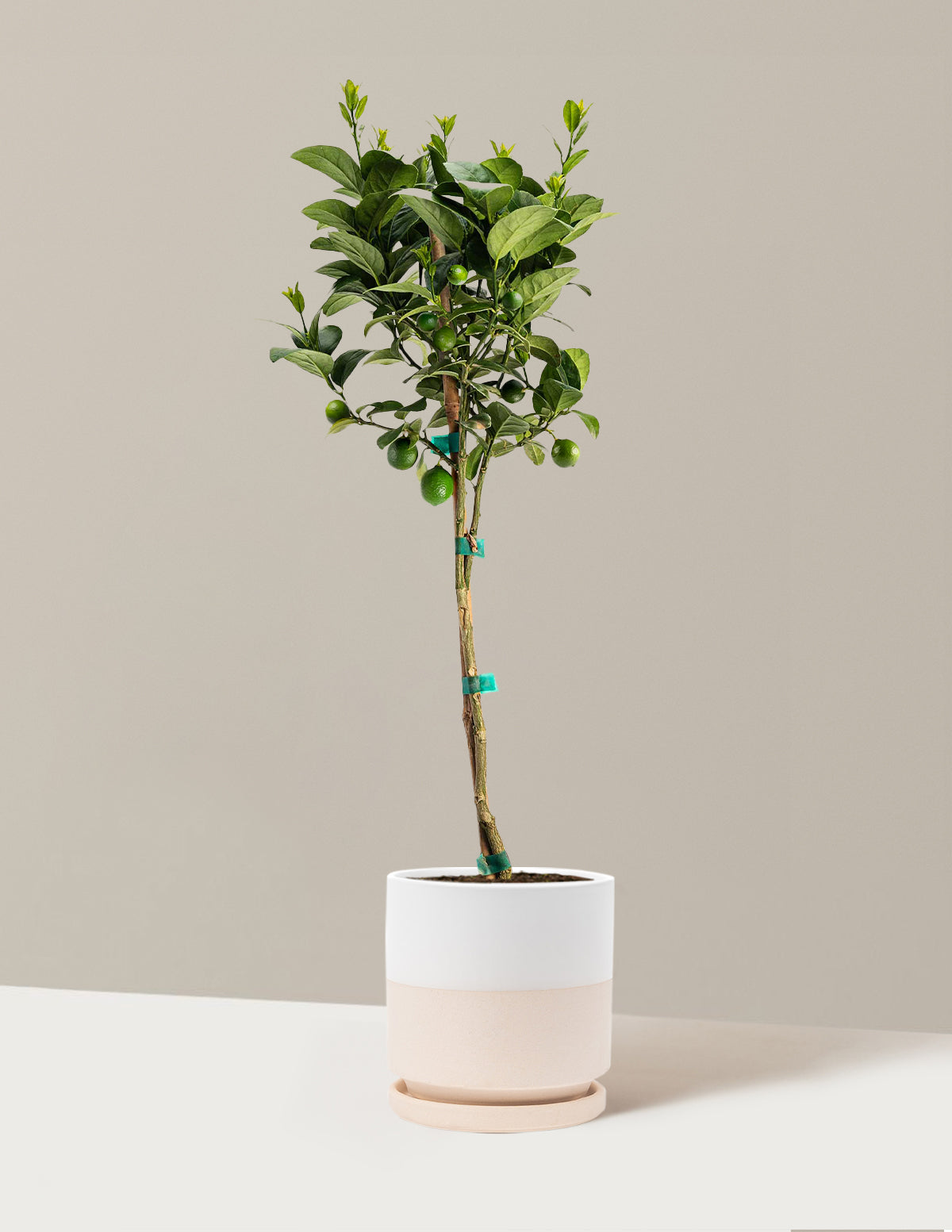 Key Lime Tree