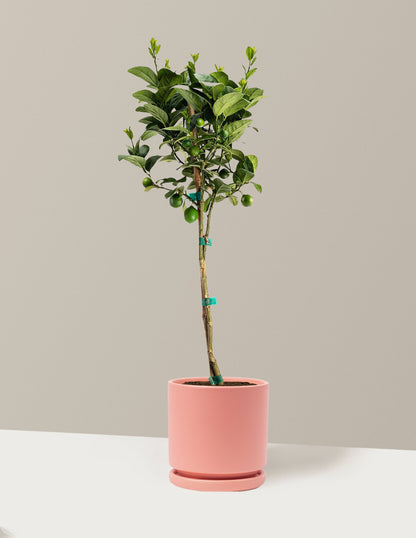 Key Lime Tree