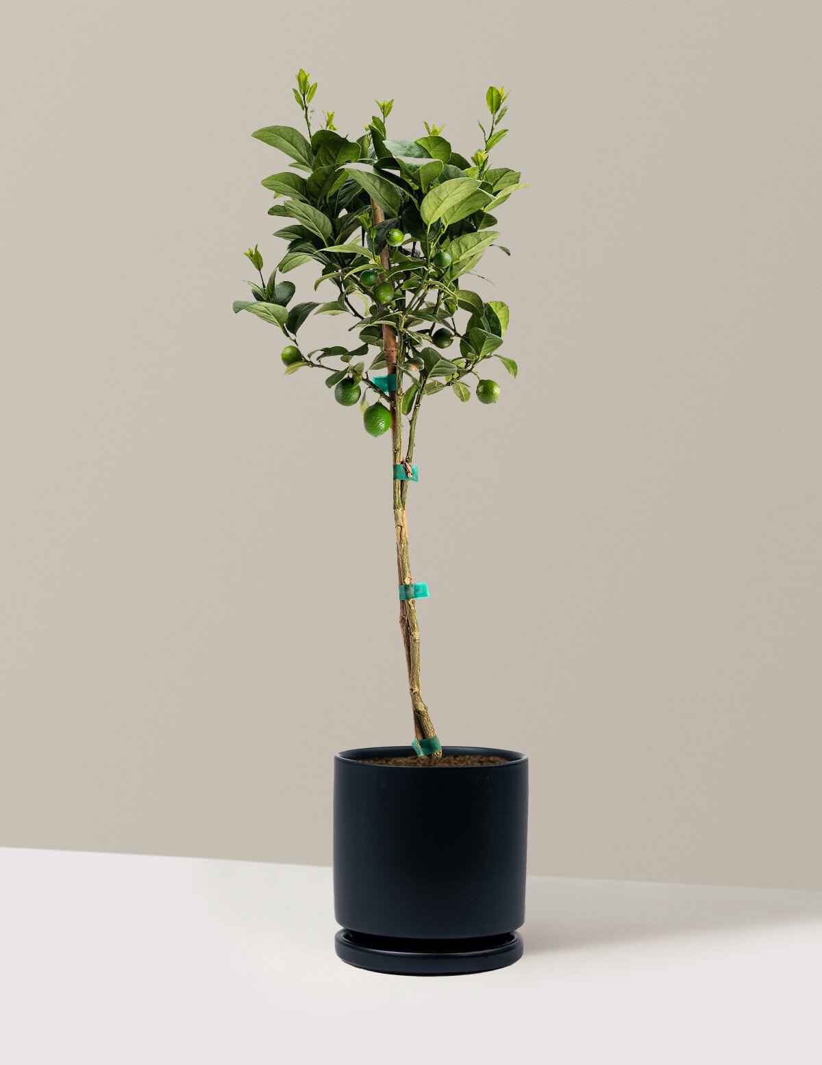 Key Lime Tree
