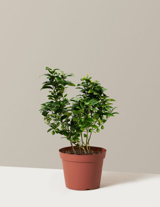 Key Lime Bush