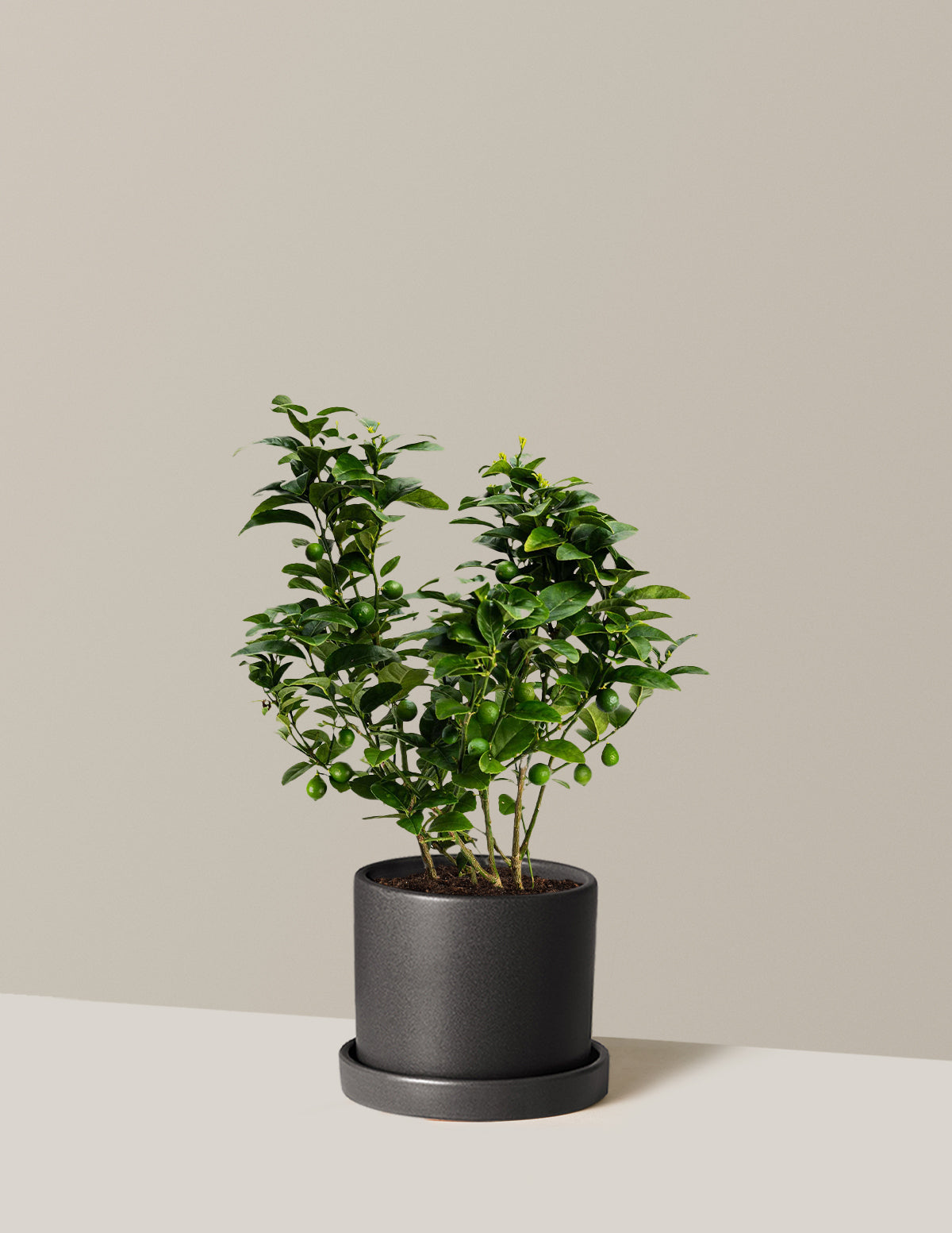 Key Lime Bush