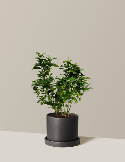 Key Lime Bush