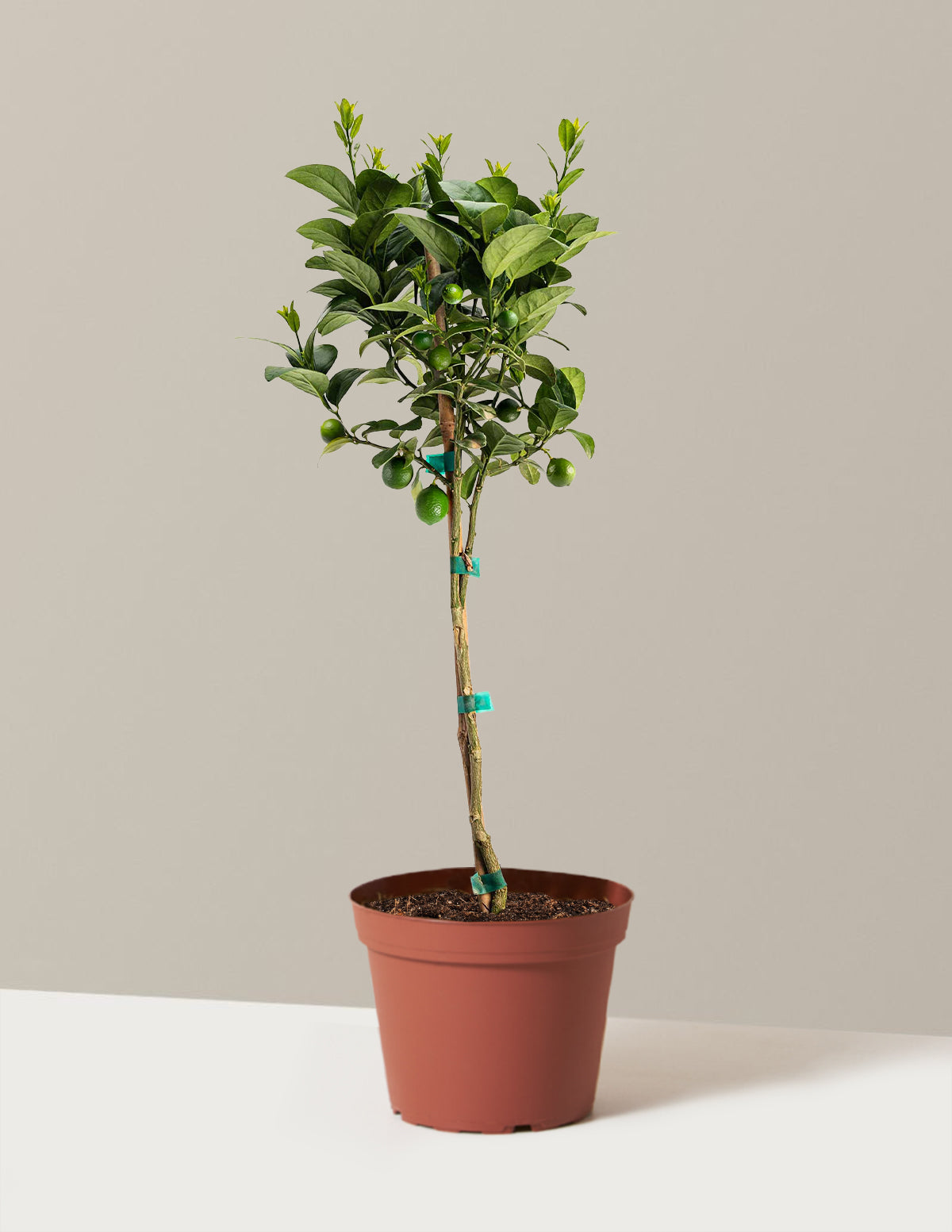 Key Lime Tree