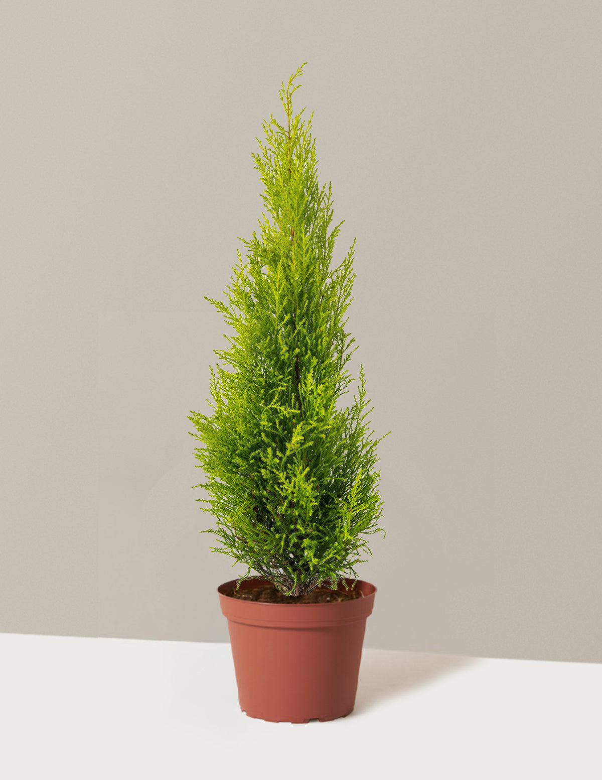 bundle | 1 Gallon | Grow Pot