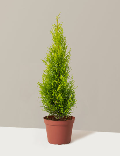 Wilma Goldcrest Lemon Cypress