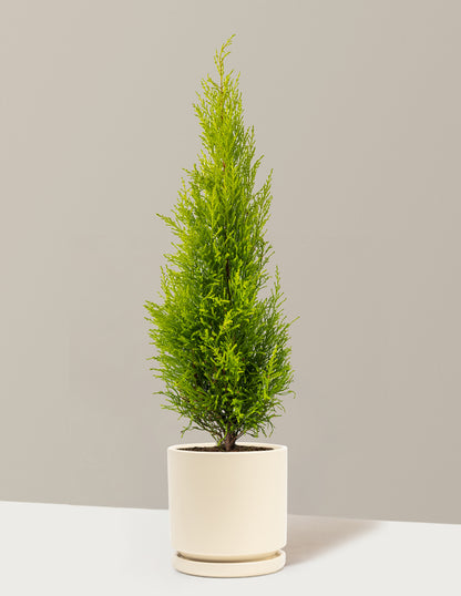 Wilma Goldcrest Lemon Cypress