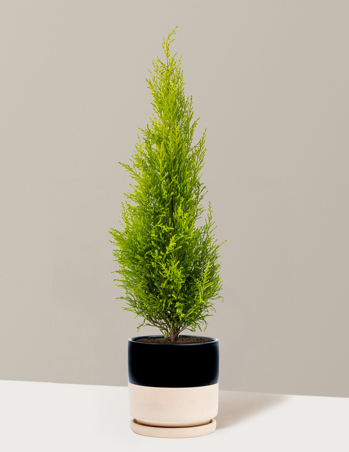 Wilma Goldcrest Lemon Cypress