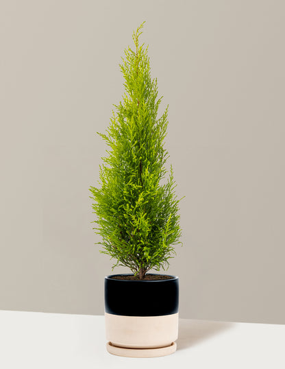 Wilma Goldcrest Lemon Cypress