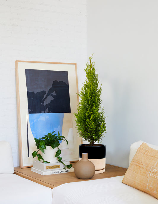 Wilma Goldcrest Lemon Cypress