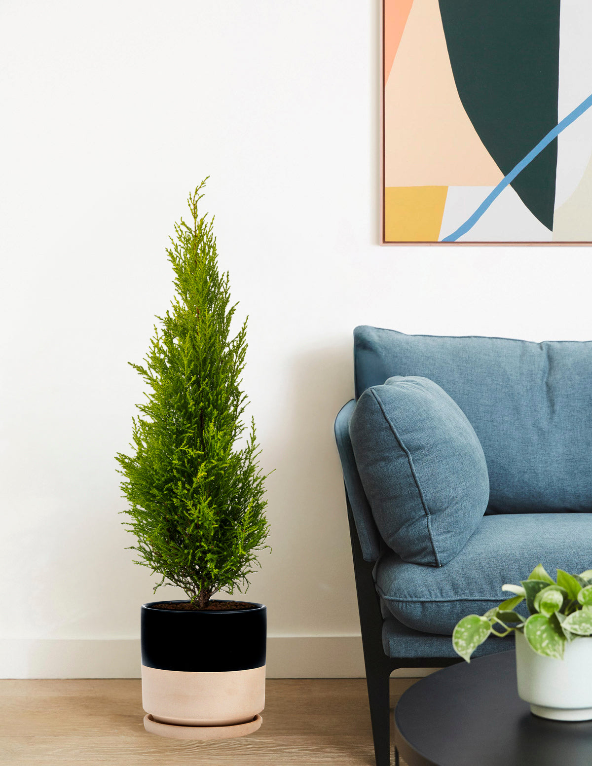 cypress plant indoor Wilma Goldcrest Lemon Cypress