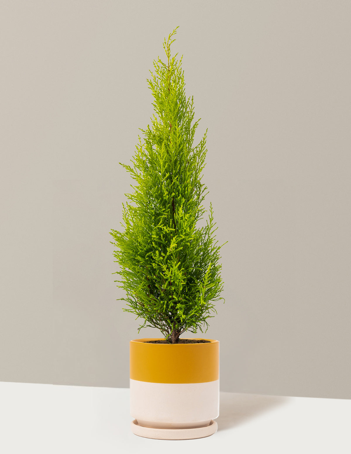 Wilma Goldcrest Lemon Cypress