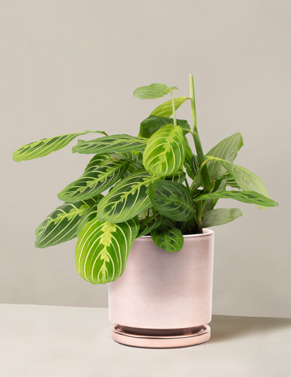 golden prayer plant Lemon Lime Prayer Plant with Planter - Medium (6-10" tall) Top Half Mustard Planter