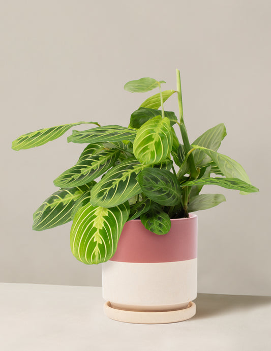 Lemon Lime Prayer Plant