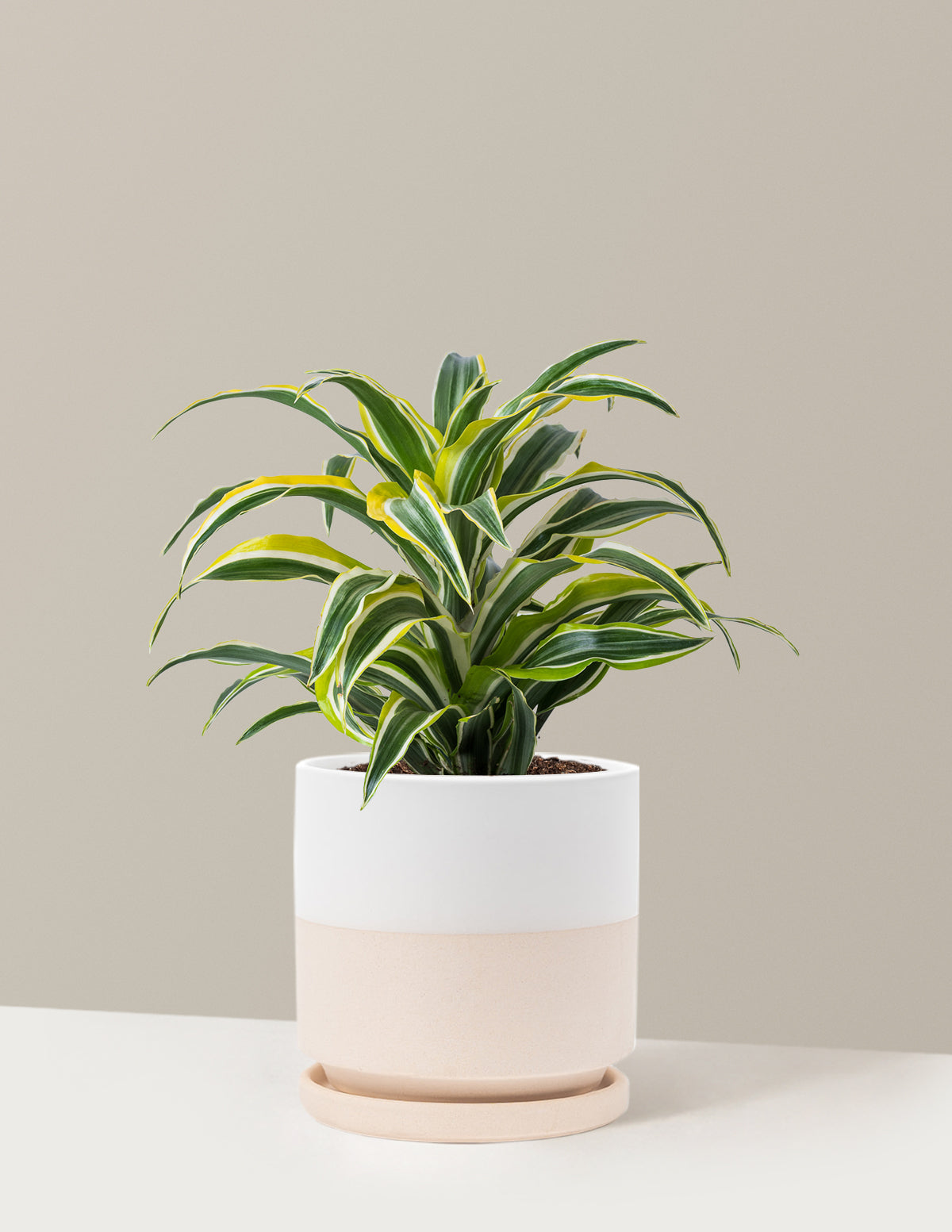 Dracaena Lemon Lime