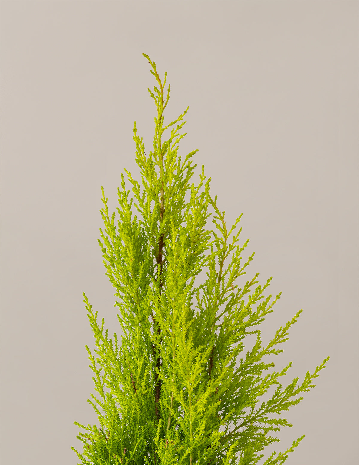Wilma Goldcrest Lemon Cypress