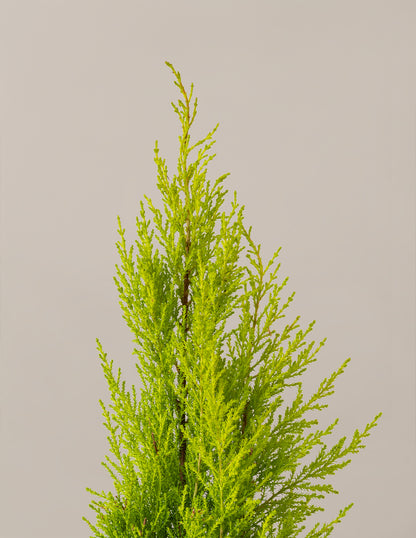 Wilma Goldcrest Lemon Cypress