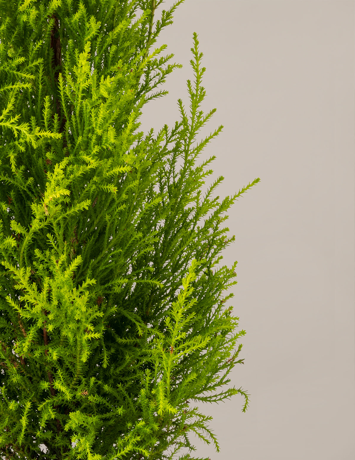 Wilma Goldcrest Lemon Cypress