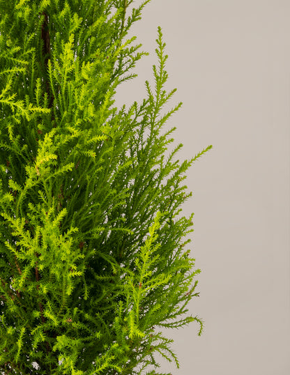 Wilma Goldcrest Lemon Cypress