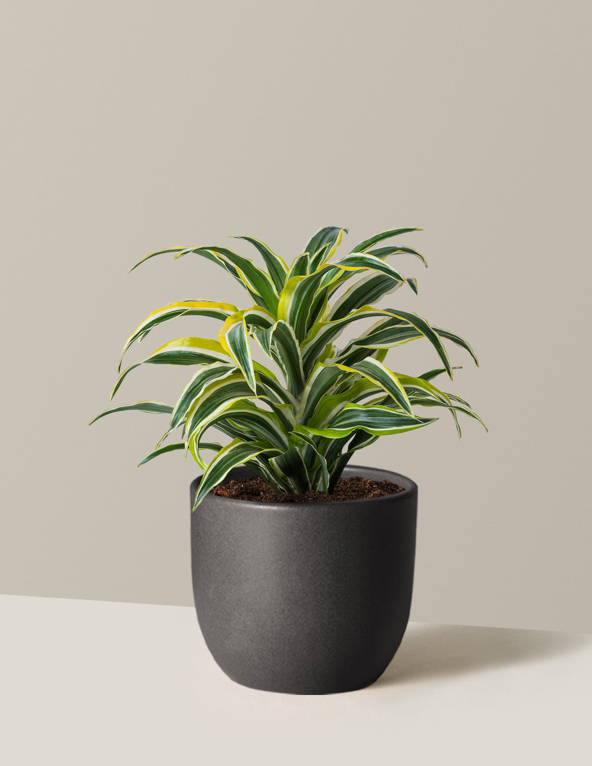 Dracaena Lemon Lime