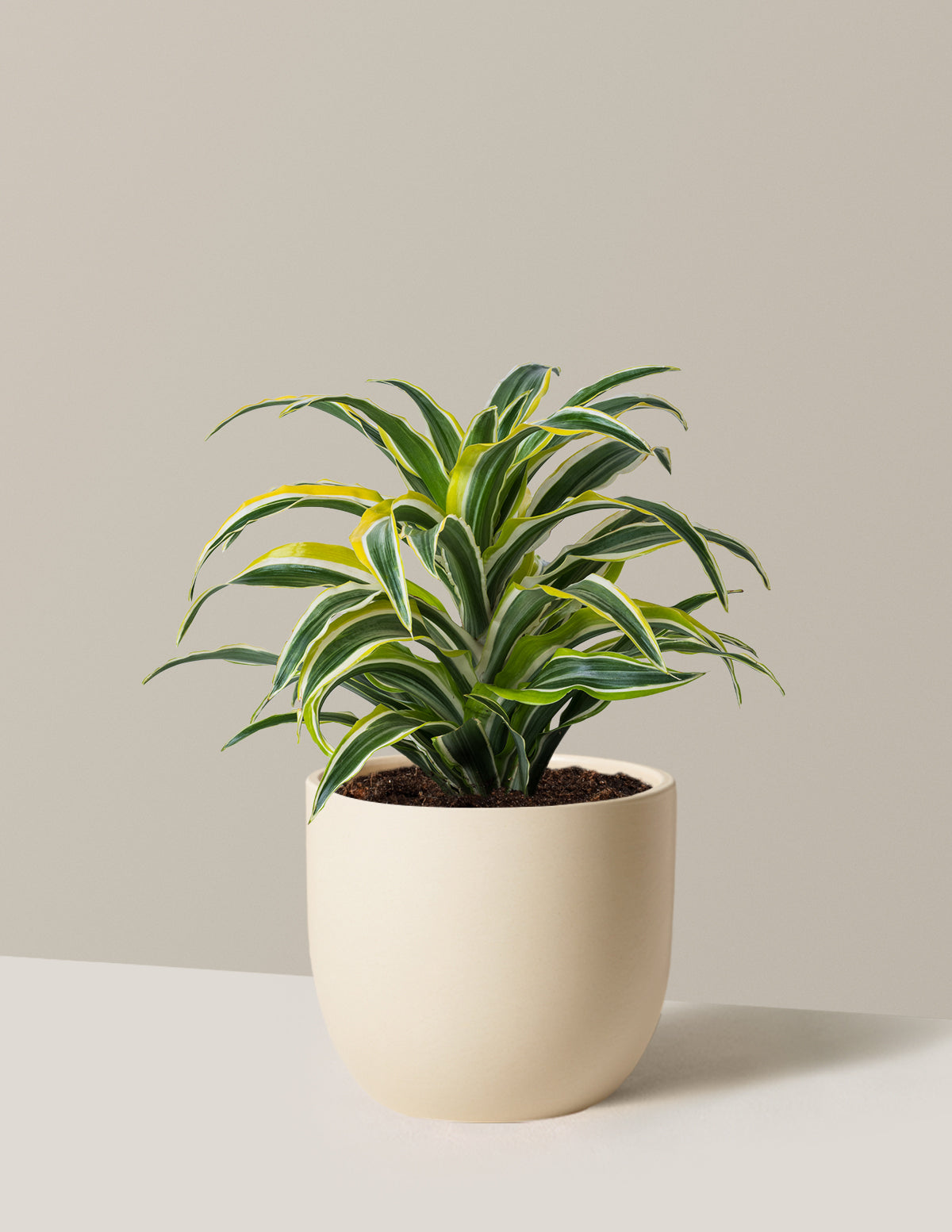Dracaena Lemon Lime